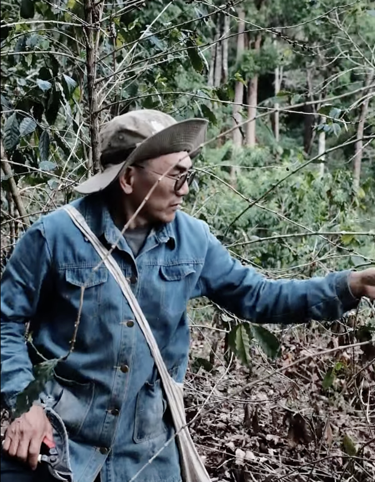 Coffee farm in Pai, Thailand