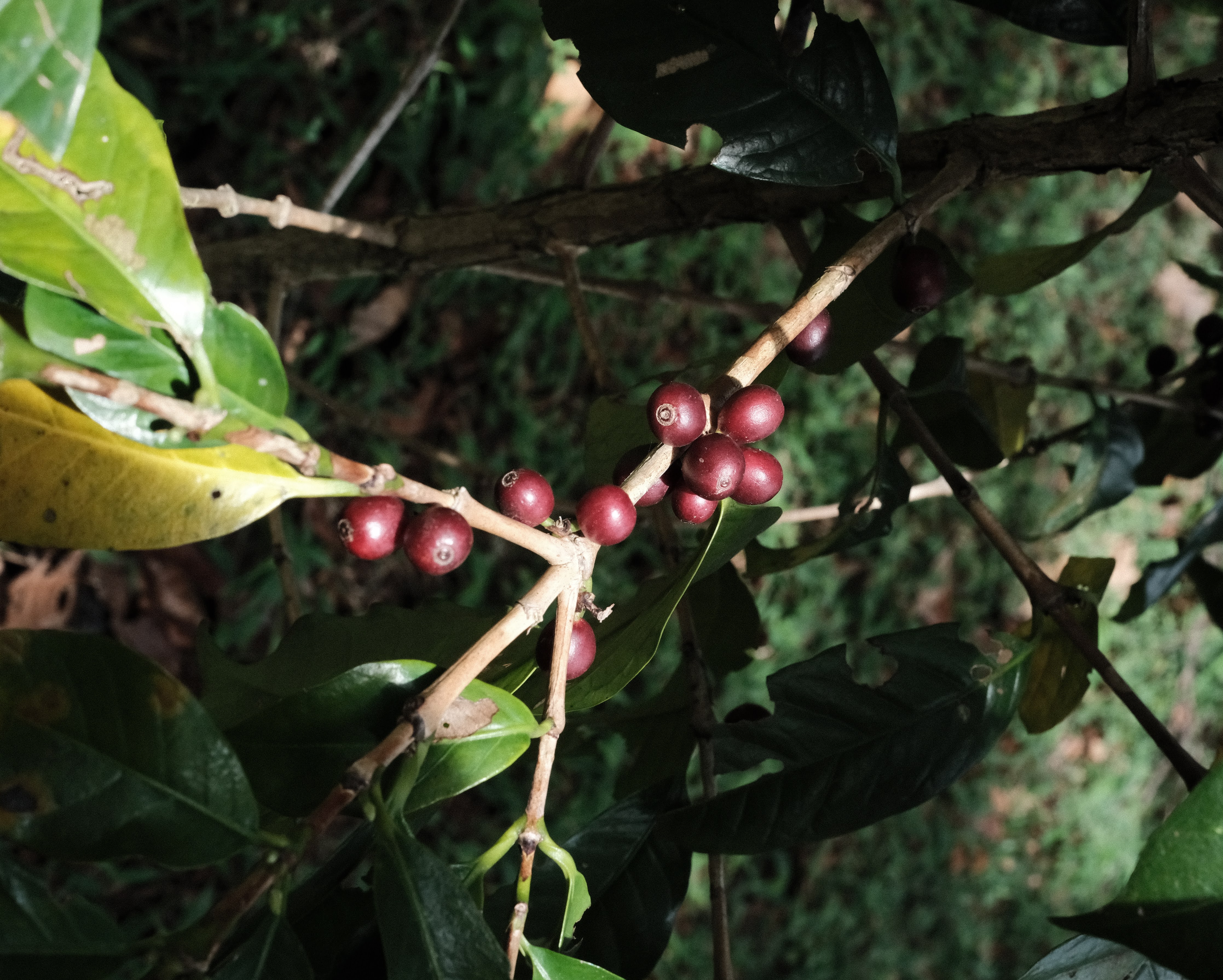 Harvesting coffee cherries
